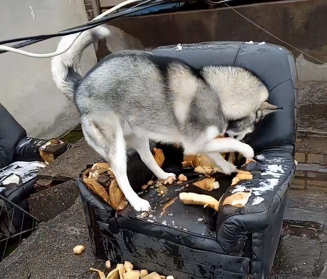 新手养狗哪种狗便宜,买狗一时爽