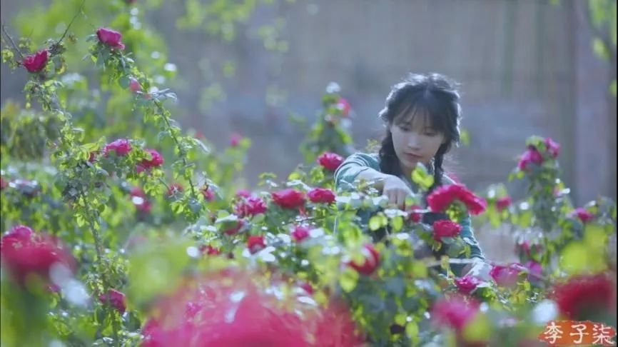 七夕卖玫瑰花要准备什么,七夕买红玫瑰还是彩色玫瑰