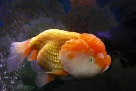 王字虎头金鱼一年可长多少,王字虎头金鱼最早出现在什么时候