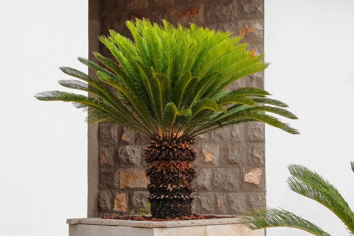 门前栽什么树聚财招财,门口种树富几代人