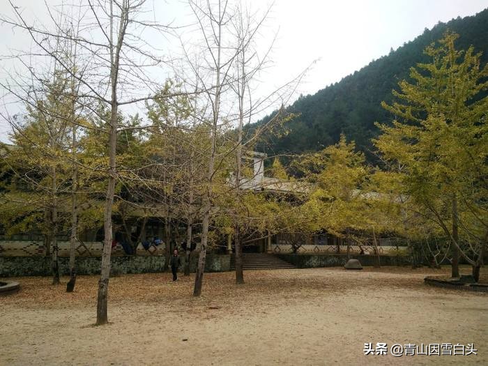 银杏公树和母树对比图片,银杏树分公母吗