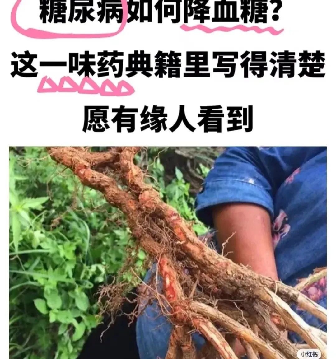 地骨皮，代茶饮,咱老百姓控制血糖的单方