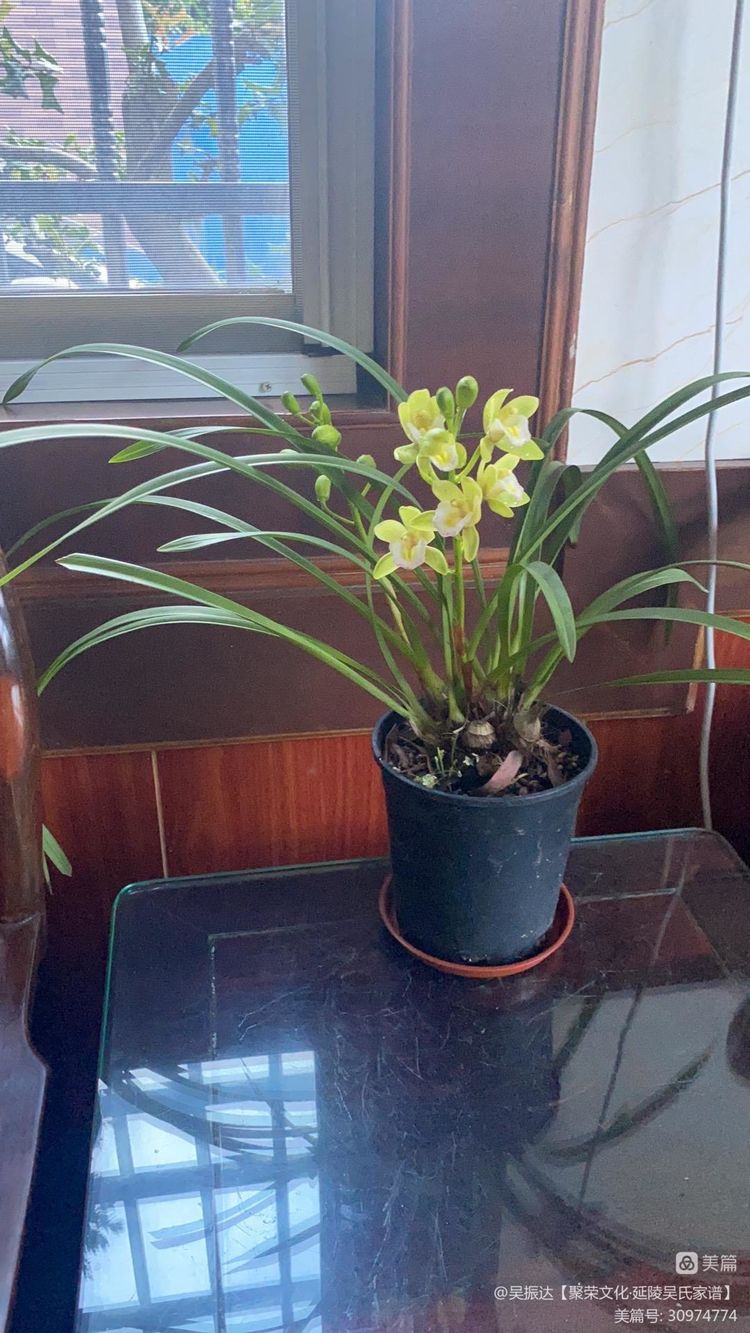 绿色是生命中的最美色彩