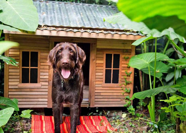 狗狗厌食挑食怎么办,狗狗厌食怎么办吃了东西就吐