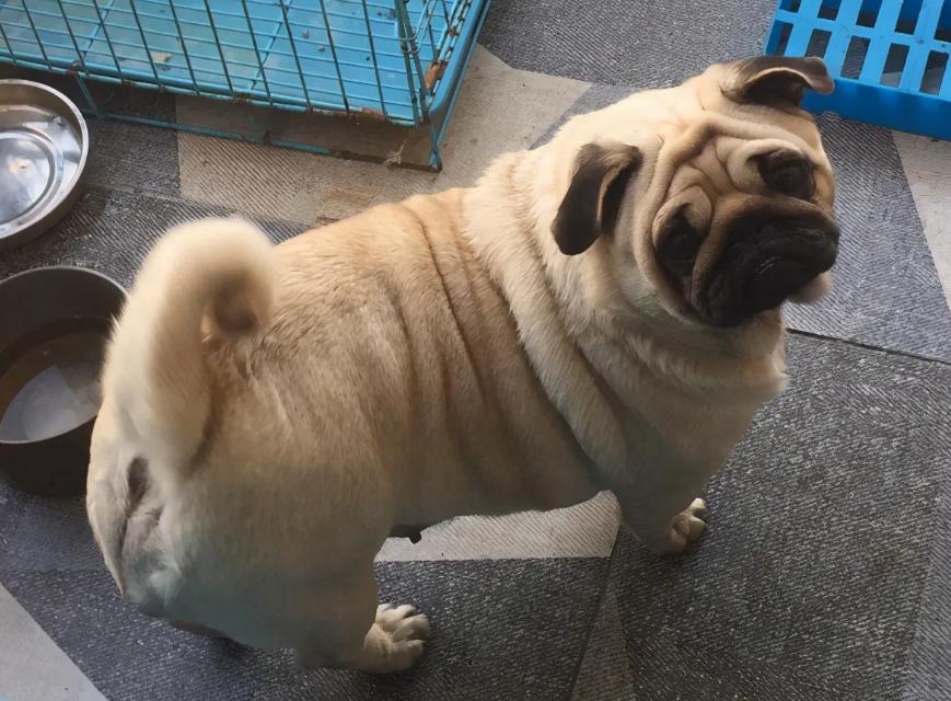 养狗知识大全巴哥犬,巴哥犬心地善良的表现