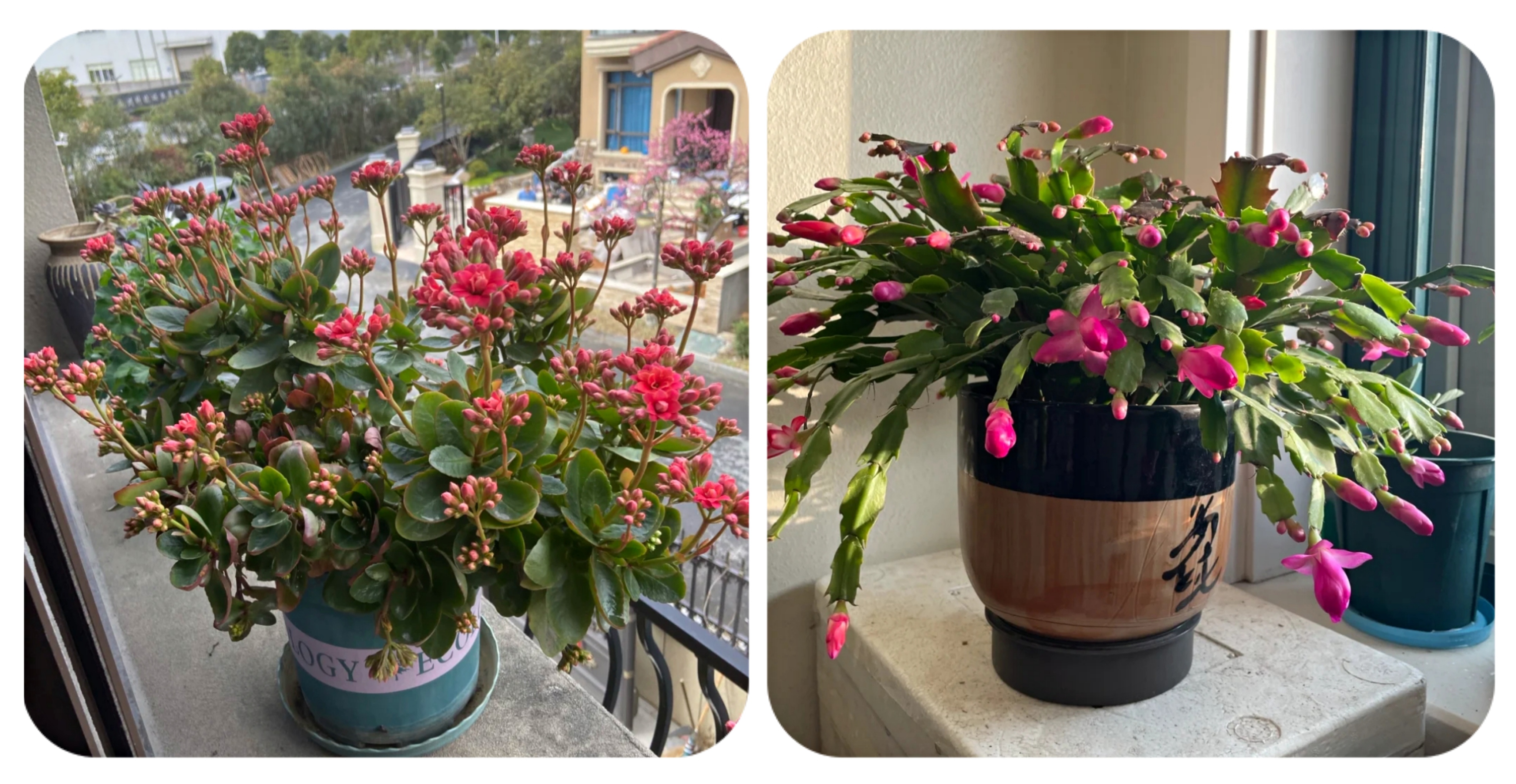 100种花能养在阳台上，50种开花的，40种绿植，10种蔬果