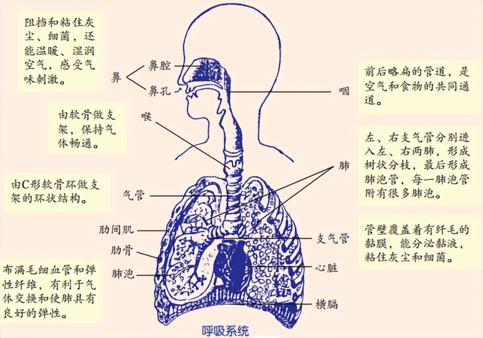 科学知识大全小学生必背,科学知识大全全集