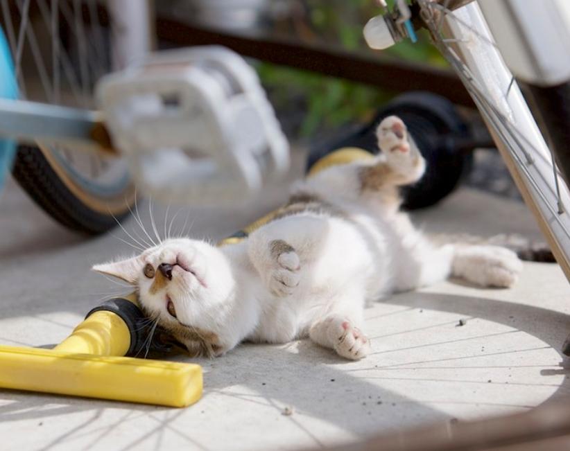 最简单的流浪猫图片大全,最美的一只流浪猫图片