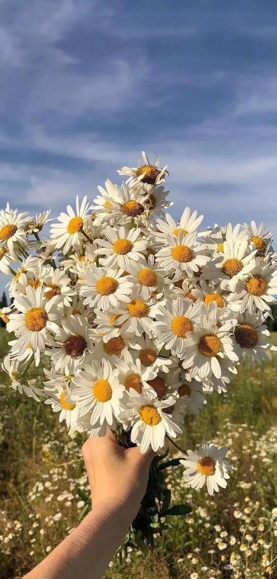 好看的手机壁纸图片,好看的风景图片壁纸