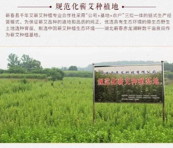 蕲春唯艾科技在全国有名吗,蕲春唯艾公司简介