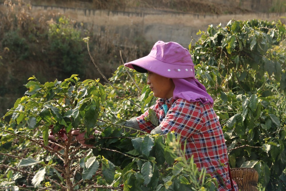 农村振兴农民致富,乡村振兴脱贫致富项目