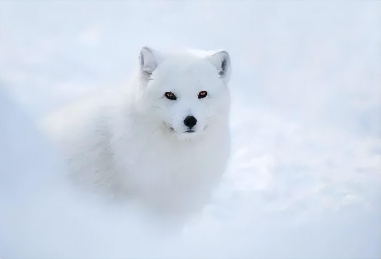 男子投喂狐狸被送灵芝,男子投喂白狐