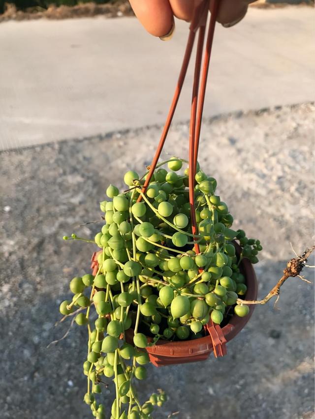 教你扦插大法扦插什么植物都能活,扦插小技巧栽培小妙招