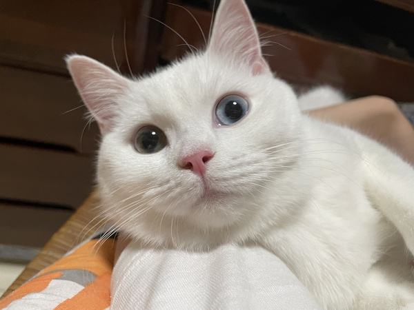 猫咪胡须不小心烧了问题大吗,原来猫咪的胡须有这么多的功能