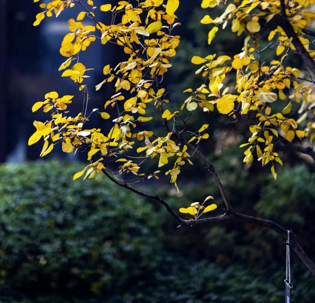 融创外滩壹号院你是我的荣耀,融创外滩壹号院生活体验