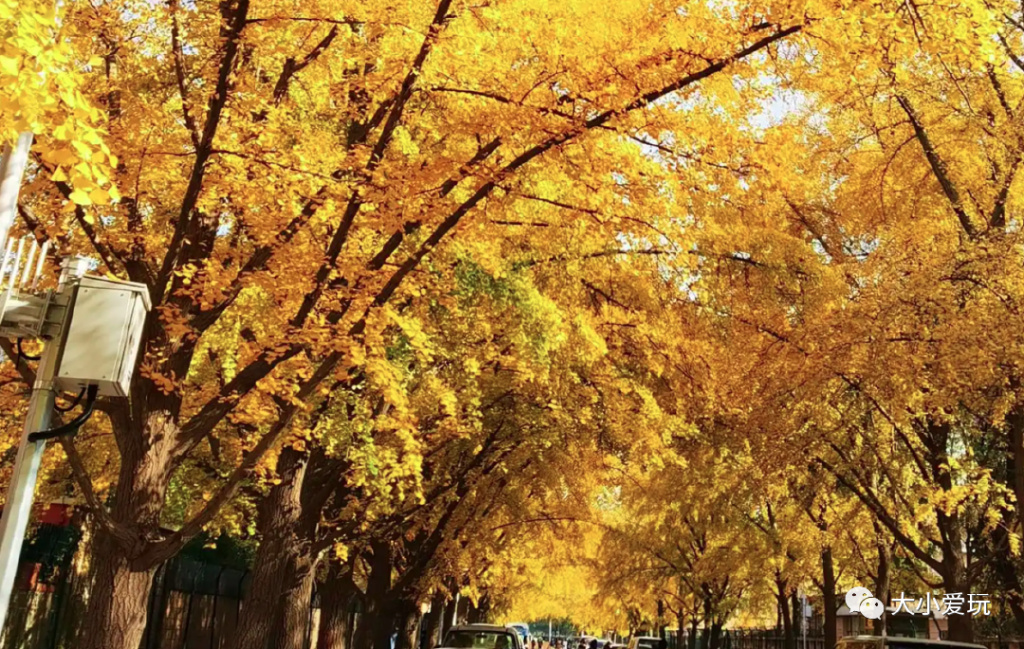 银杏最美的地方,这九个美丽的地方你想去看看吗