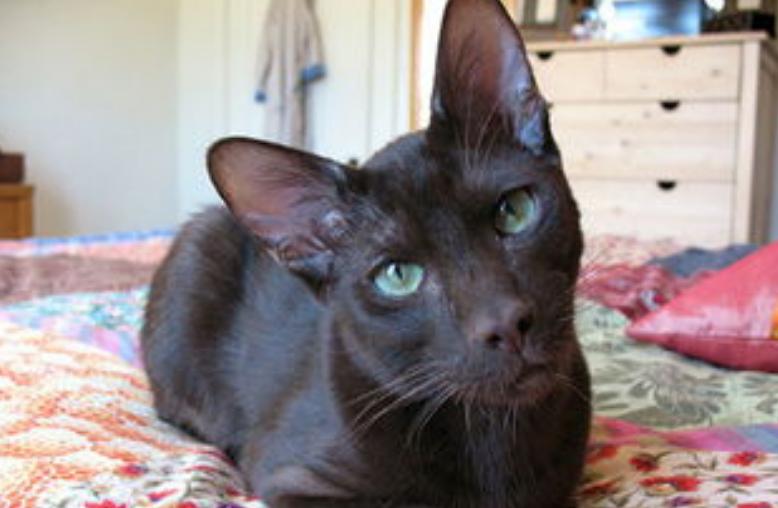 为何古代对玄猫看法不一样，有关黑猫的传说是真的吗？