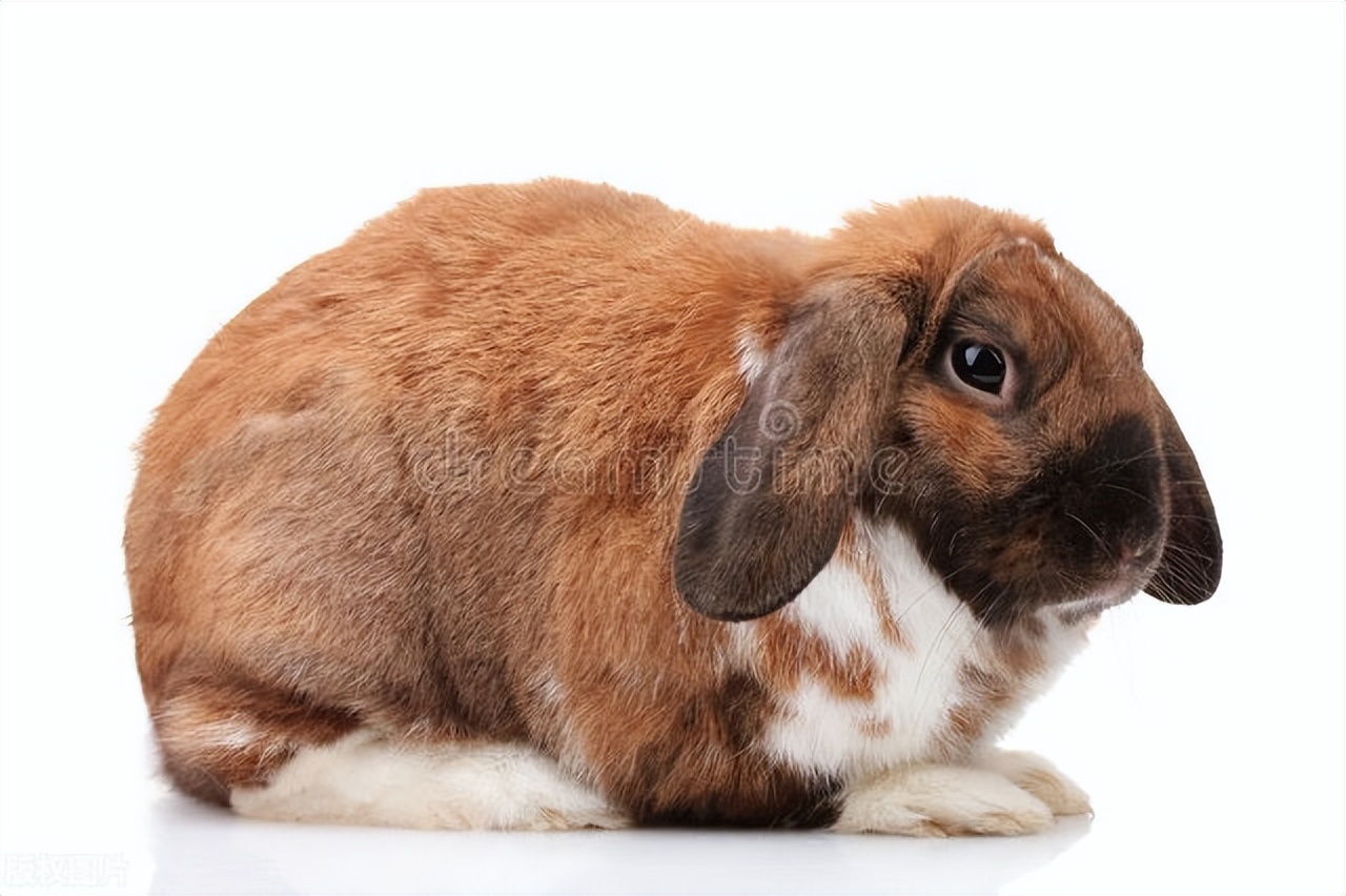 兔子家族是什么,最常见的兔子有什么品种