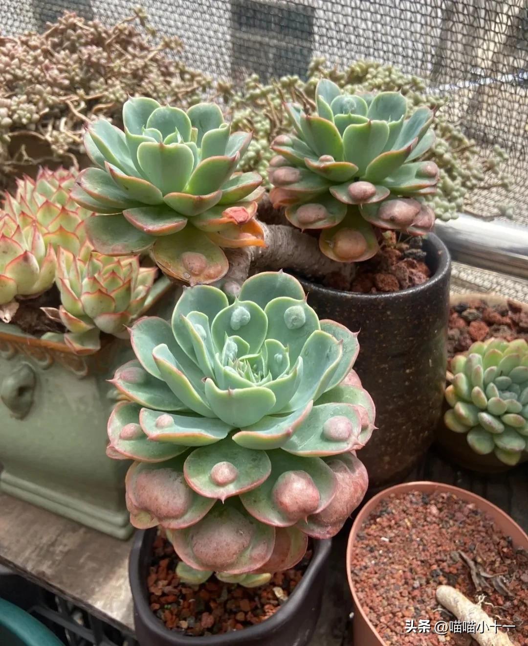 这10种多肉号称多肉界的奇葩,多肉最传统的100个种类