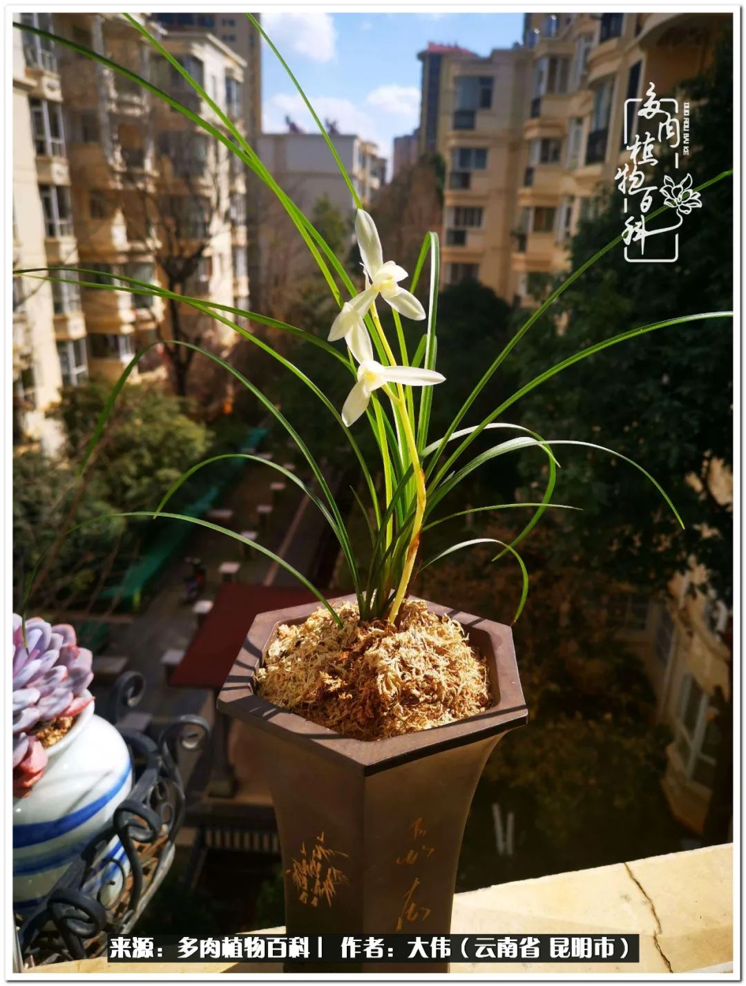 多肉的美在于姹紫嫣红,多肉年年开花