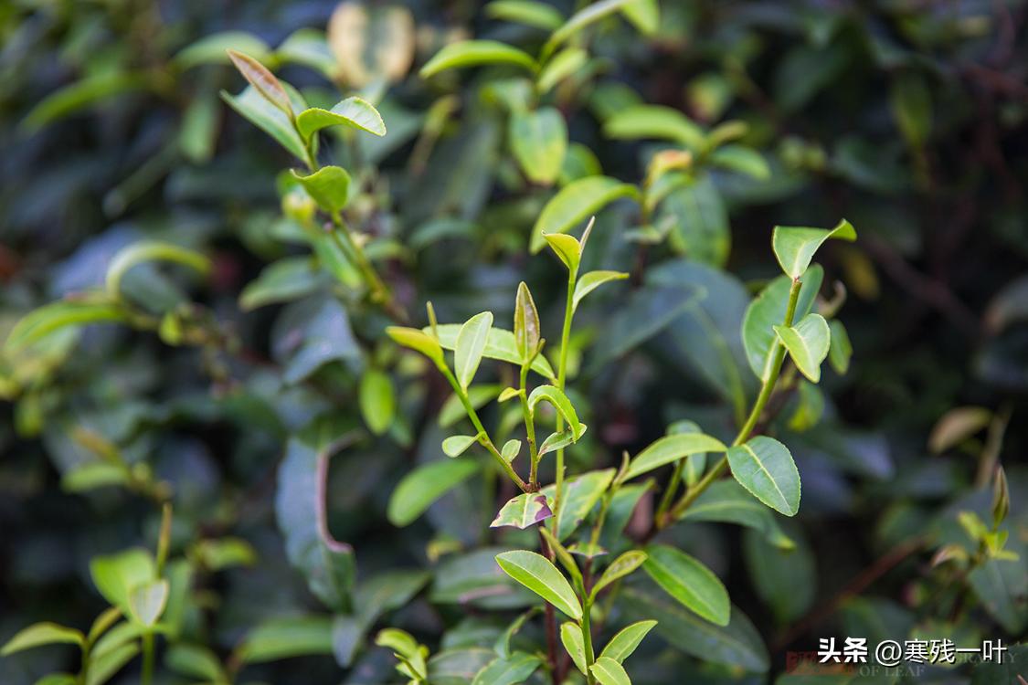 我国历史上出现最早的茶,中国排名第一的茶是什么茶