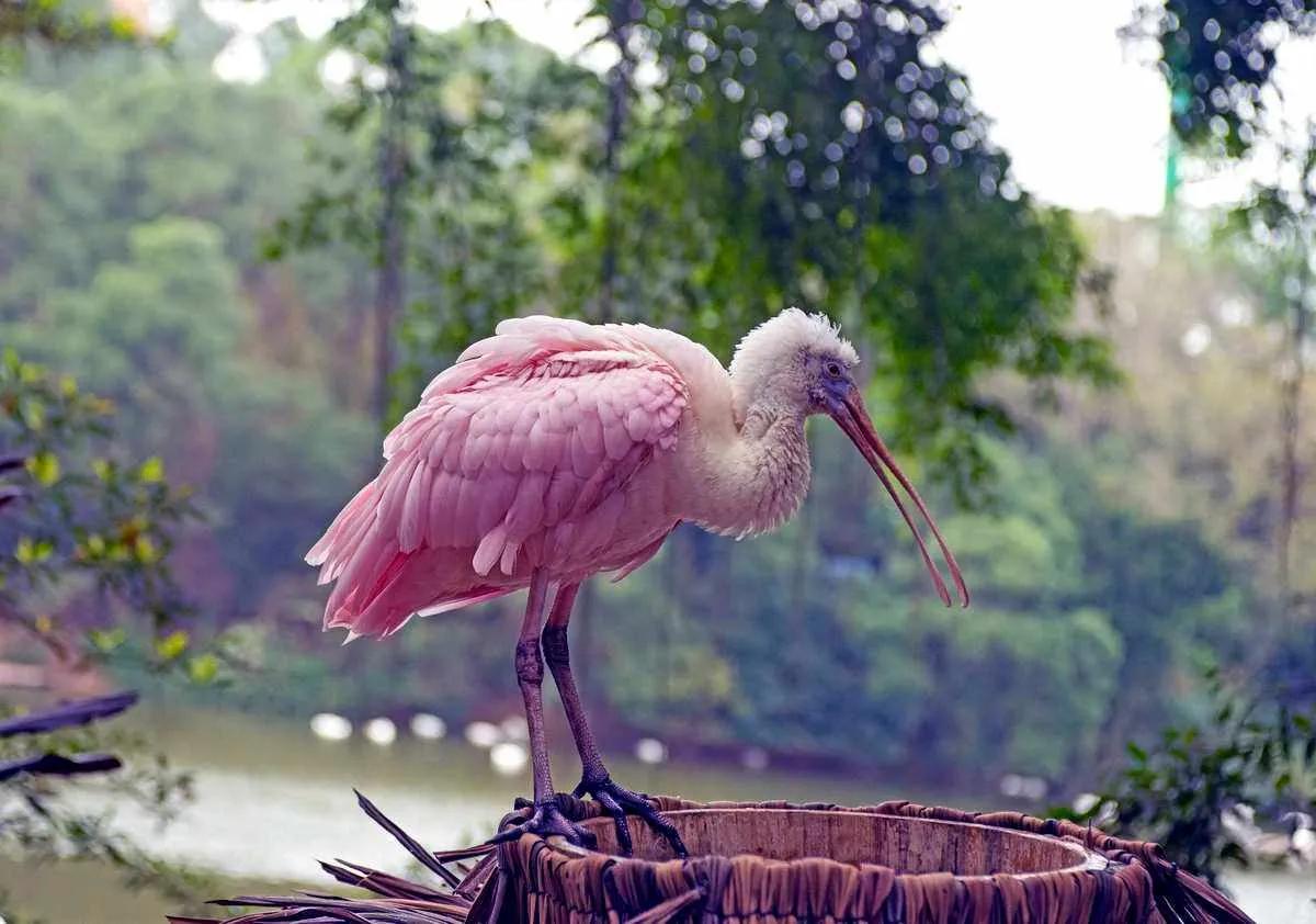 广州长隆野生动物园全部动物,广州长隆野生动物园所有动物介绍
