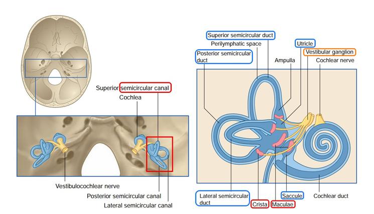 前庭神经炎的康复操,前庭神经炎的克星