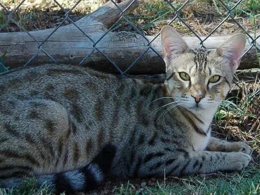 世界上最贵的猫咪,十种世界上最昂贵的猫咪