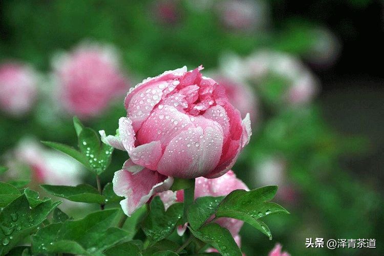 谷雨适合喝什么茶,谷雨喝什么茶叶