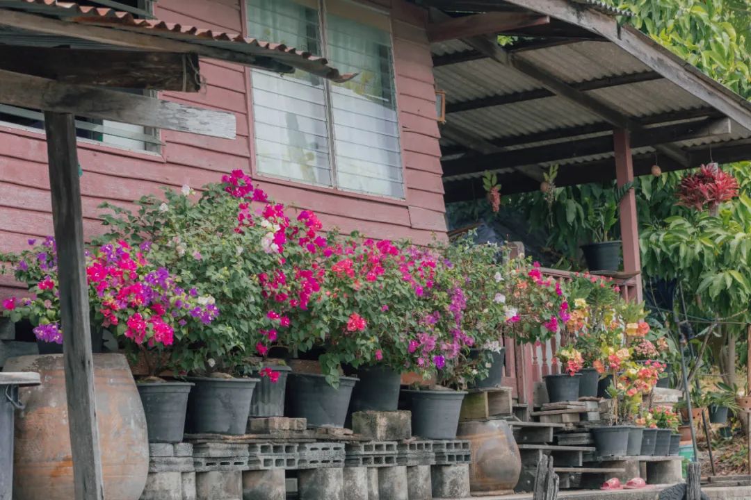 鍘绘嘲鍥芥浖璋峰拰鑺彁闆呯殑鏀荤暐,鍘绘嘲鍥界帺杞浖璋疯姯鎻愰泤