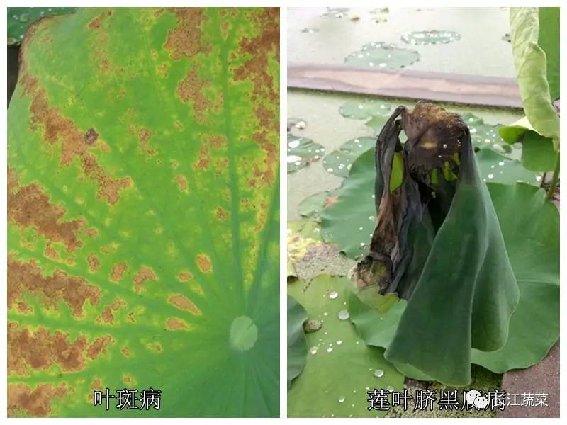 莲藕病害一览表,莲藕的营养价值及病虫害防治