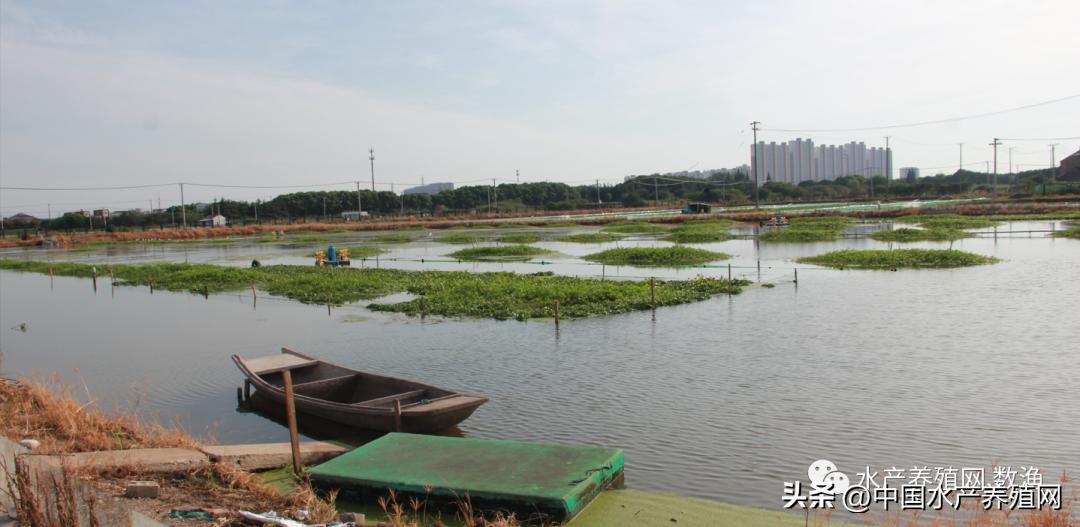 阳澄湖大闸蟹今年养蟹新技术,蟹农辛辛苦苦养了一年的大闸蟹