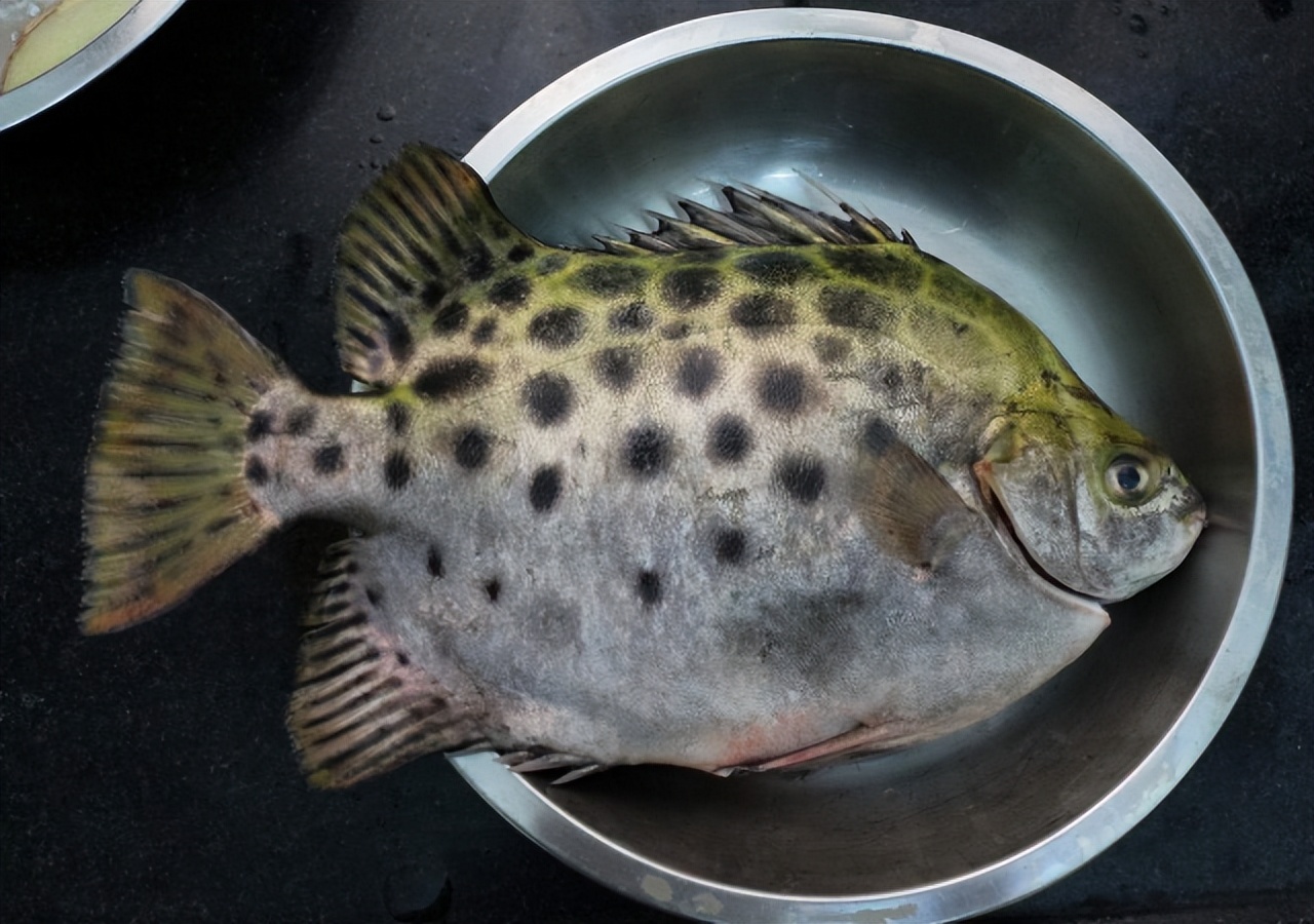 海鱼肉多刺少,推荐几种刺少肉多的海鱼