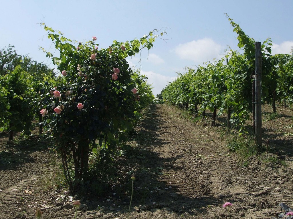 果香浓郁的半甜白葡萄酒,意大利撒丁岛最好的白葡萄酒
