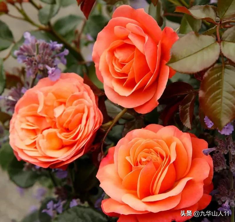 常见丰花月季品种一览,阳台盆栽丰花月季什么品种最好