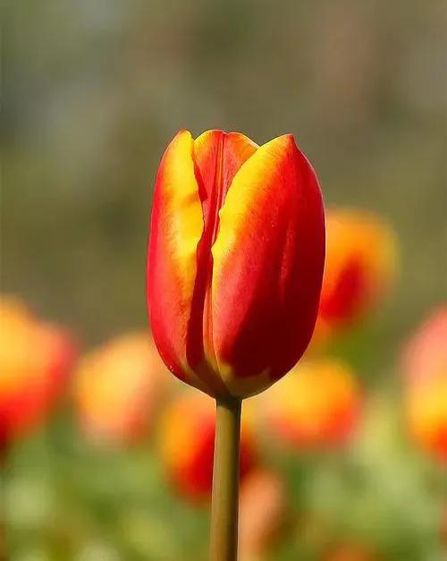 国色天香秀色可餐的美女 (秀色可餐与国色天香)