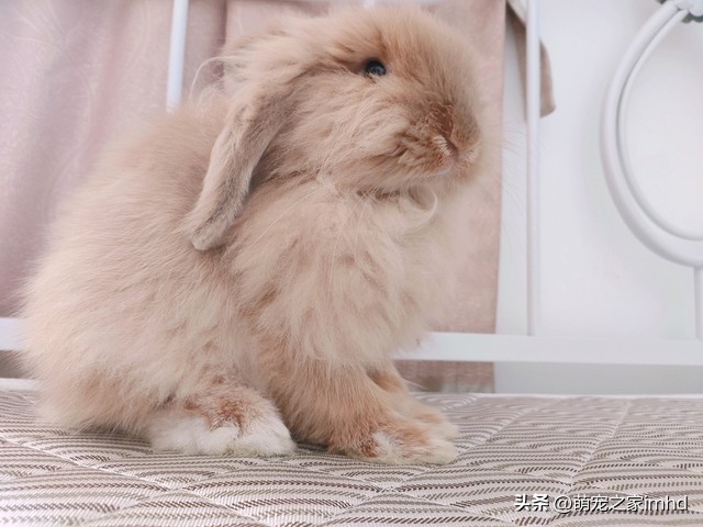 兔子飞机耳咋回事,兔子飞机耳