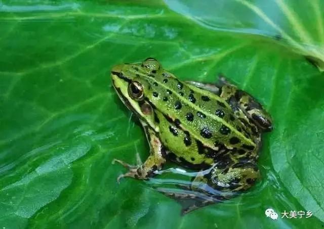 正在消失的青蛙,消失的青蛙去哪了