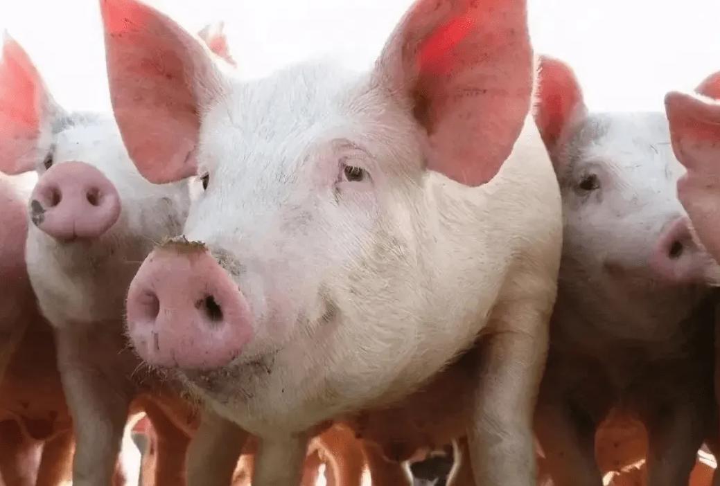 猪饲料未来价格趋势如何,饲料价格走势猪饲料