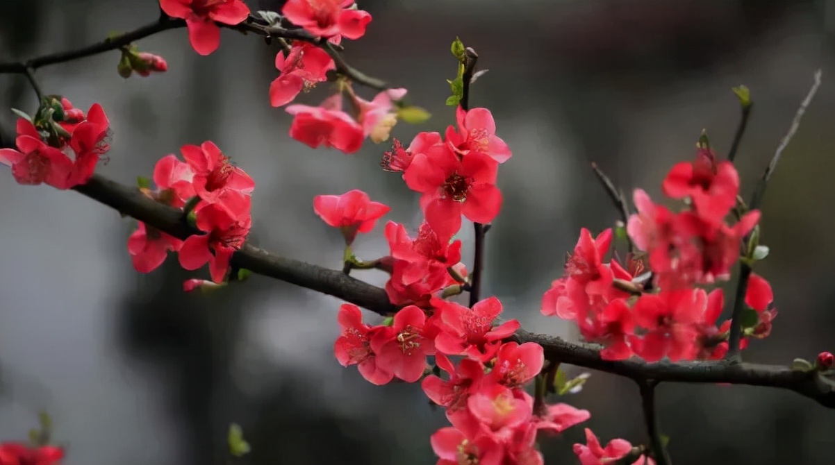 王维诗词最佳十首完整版,王维诗文作品100首