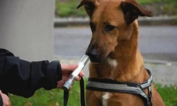 狗为什么无缘无故对门叫,半夜狗乱叫预示着什么