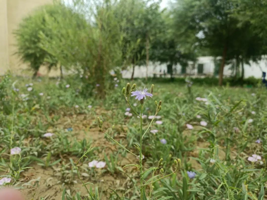 炽烈的支教（7）：企盼到雨，再企盼便是孩子的未来