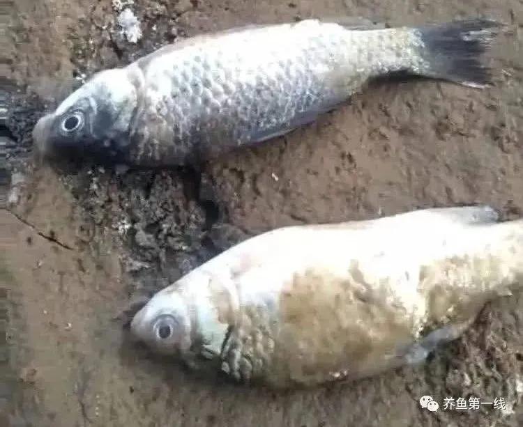 低温水霉怎么治疗,赤皮水霉