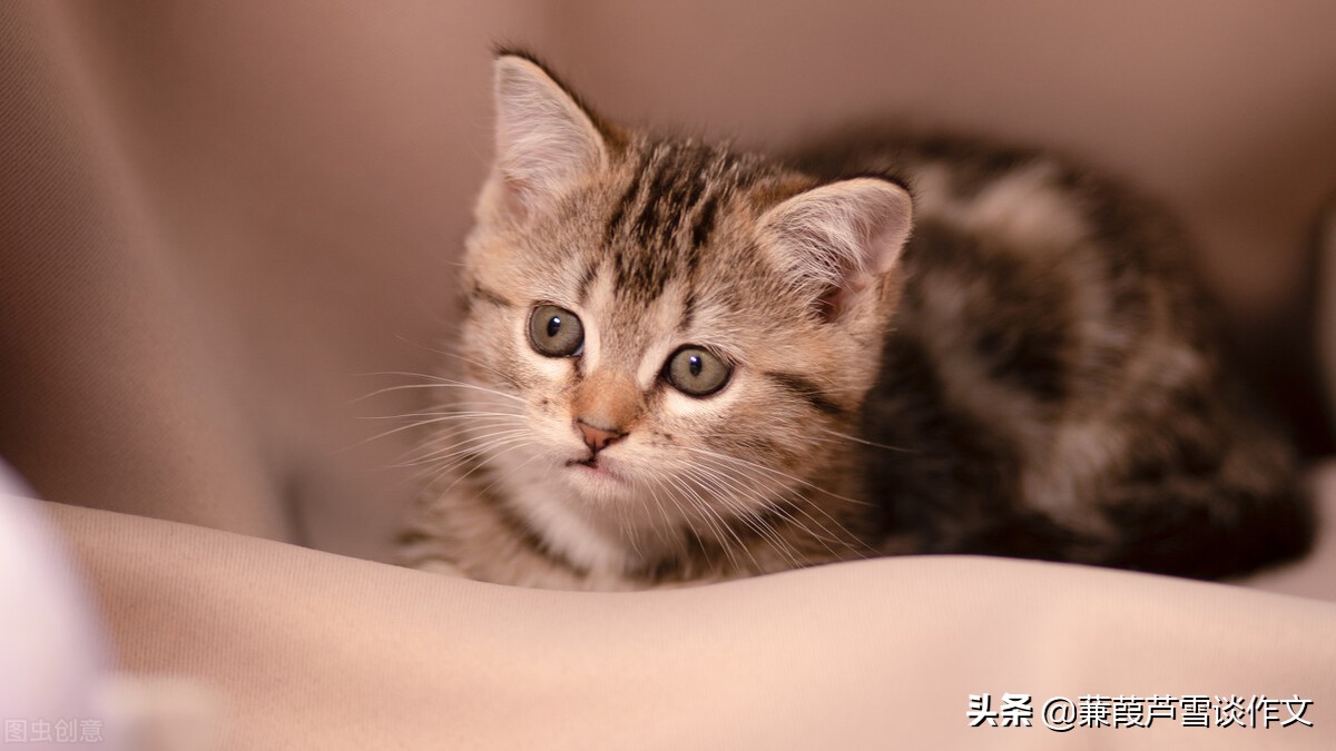 从两篇《猫》谈起——阿宝老师的“作文经”（一四五）