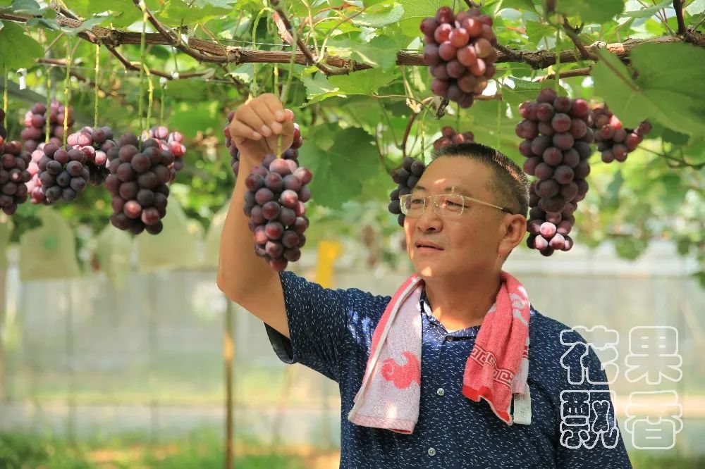 北方百果园种植种类,百果园水果品种介绍