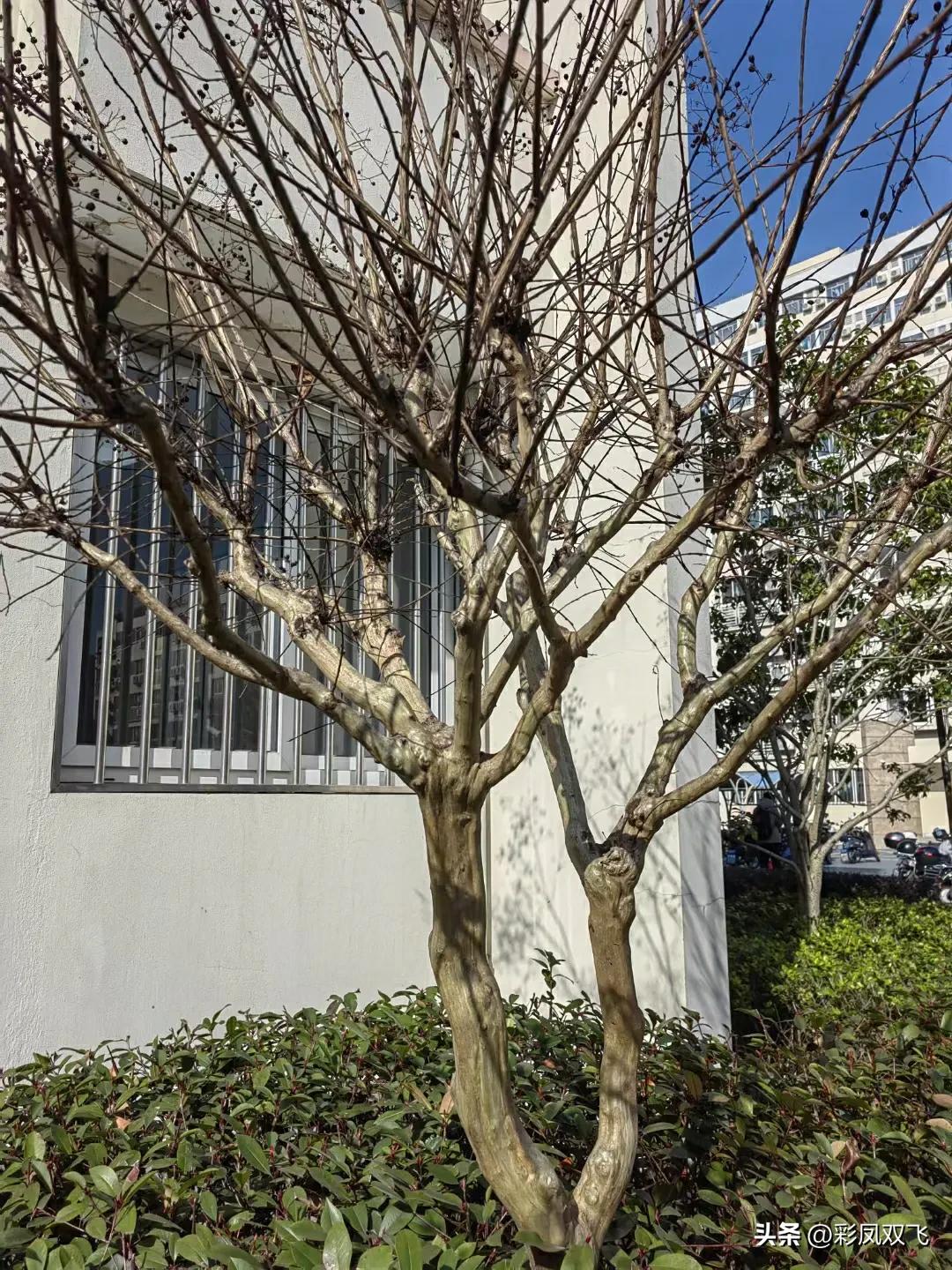 紫薇树图片,紫薇星