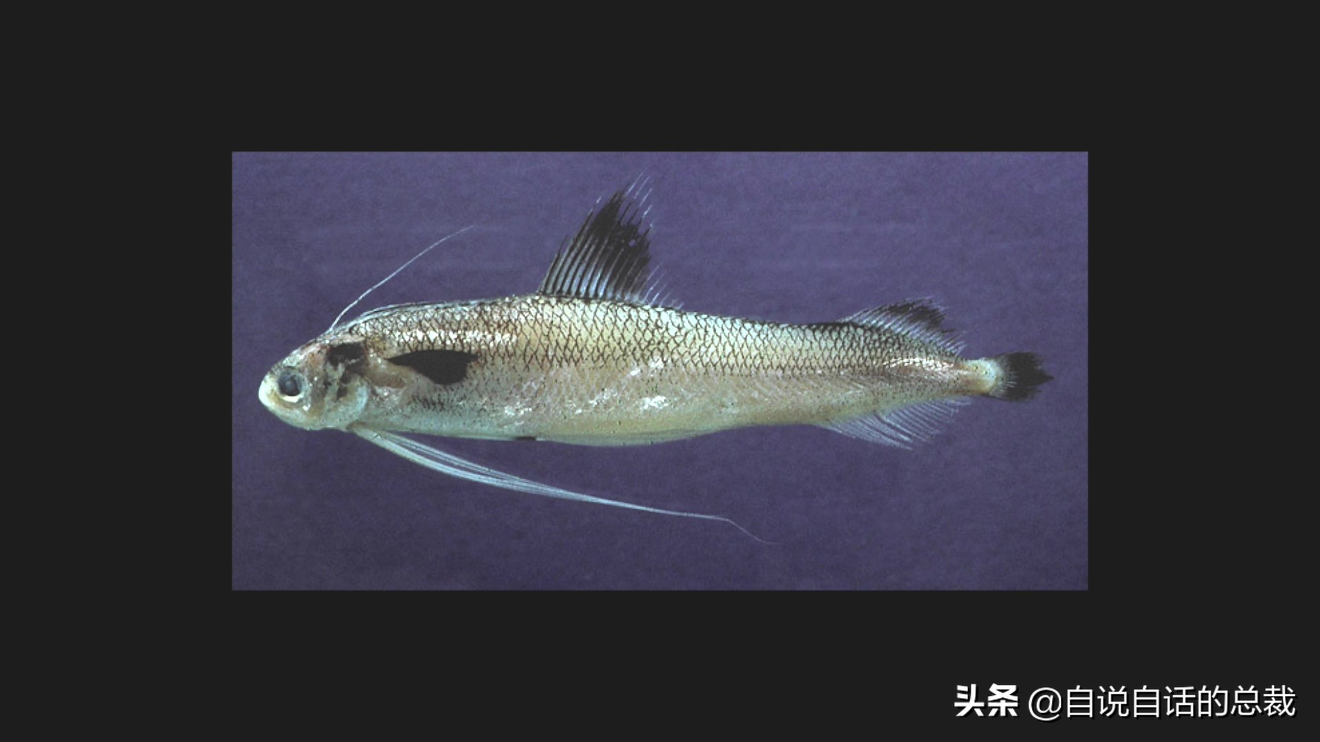 为什么鳕鱼卖的那么便宜,为什么买的鳕鱼特别松散