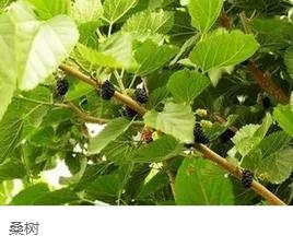 钻木取火木材着火点,适合钻木取火的木材