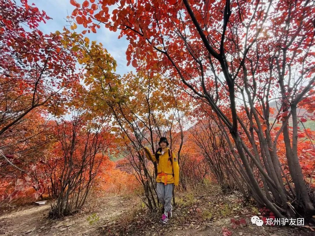 郑州最近赏红叶最佳的地方,靳家岭红叶和长寿山红叶哪个好看