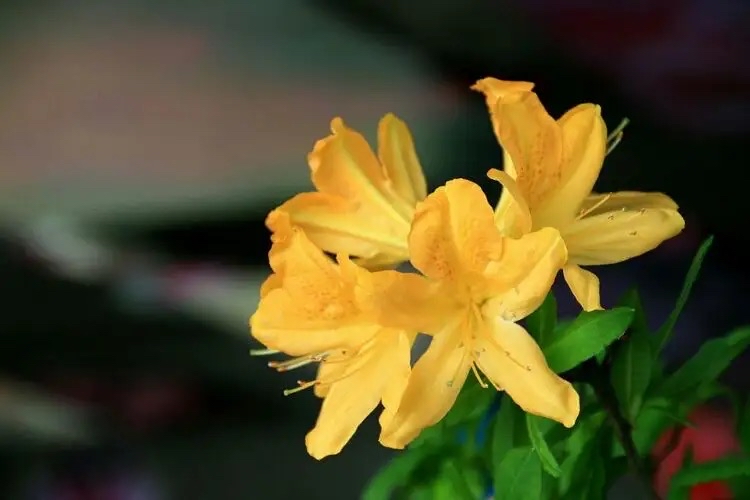 怀孕后卧室里不可以养绿植,哪些花草孕妇不能养在家里面